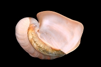 cymbium glans 5-2017 0893